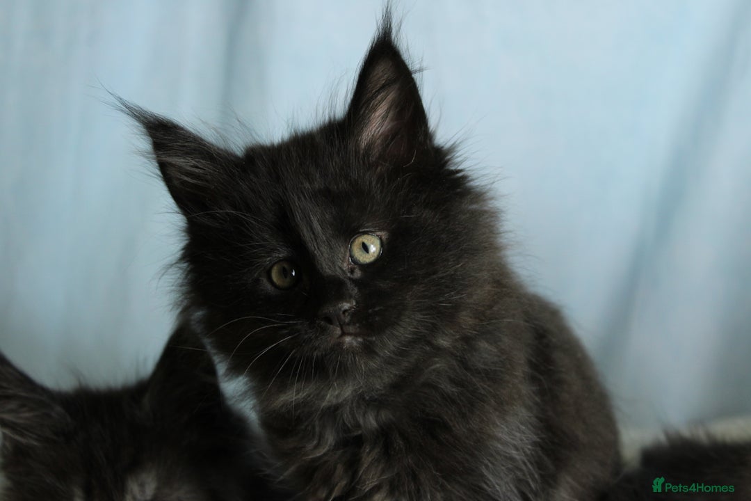 Maine Coon cats for sale: 🔥Stunning Maine Coon kittens🔥 - Image 9