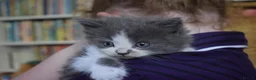 Mixed Breed cats for sale: 5 Beautiful Kittens Looking for Forever Homes - Advert 2