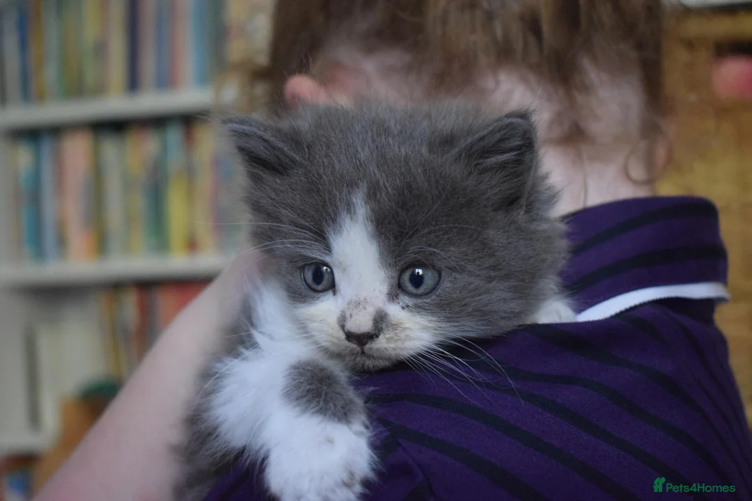 Mixed Breed cats for sale: 5 Beautiful Kittens Looking for Forever Homes - Advert 2