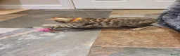 Bengal cats for sale: 🐆🐆Beautiful Pedigree Bengal Kittens🐆🐆  - Advert 10
