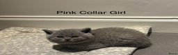 British Shorthair cats for sale: Chunky BSH Blue Kittens  - Advert 5