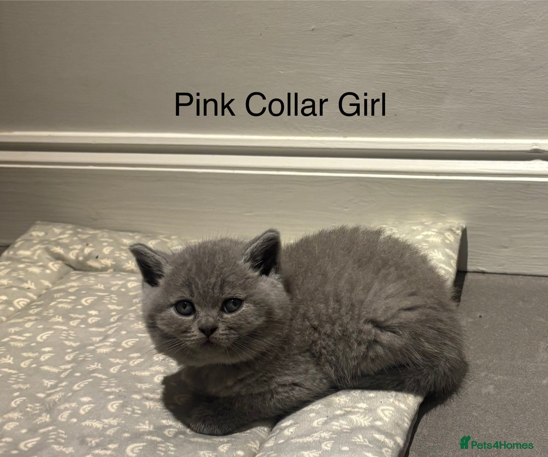 British Shorthair cats for sale: Chunky BSH Blue Kittens  - Advert 5