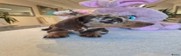 Miniature Dachshund dogs for sale: Beautiful Miniature Dachshund Ready to leave!♥️💙 - Advert 17