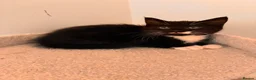 Mixed Breed cats for sale: Lovely playful kittens  - Advert 21