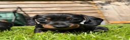 Miniature Dachshund dogs for sale: Miniature short haired Black & Tan dachshund puppy - Advert 6
