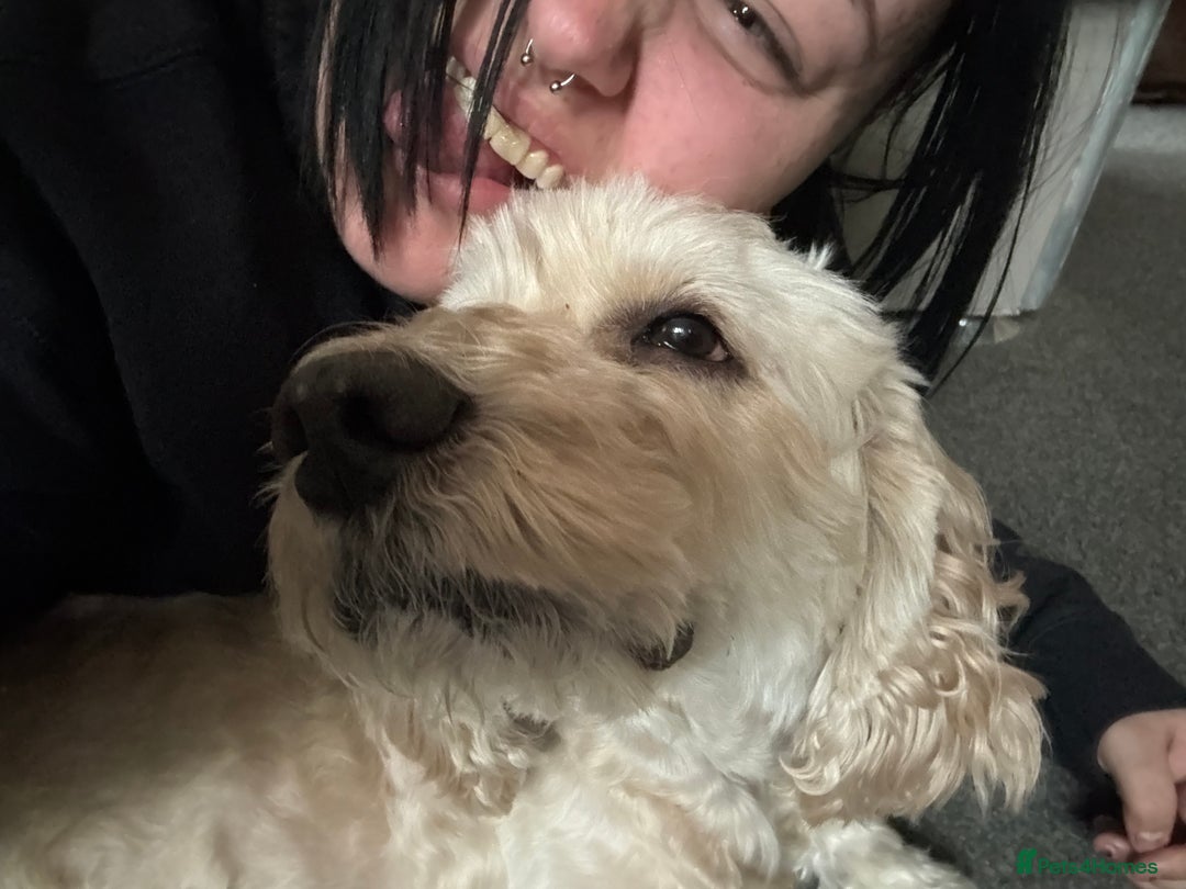 Cockapoo dogs for sale: Single male cockapoo  - Advert 4