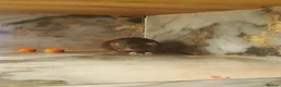 Rat rodents for sale: Two rats for sale in Scunthorpe - Advert 4