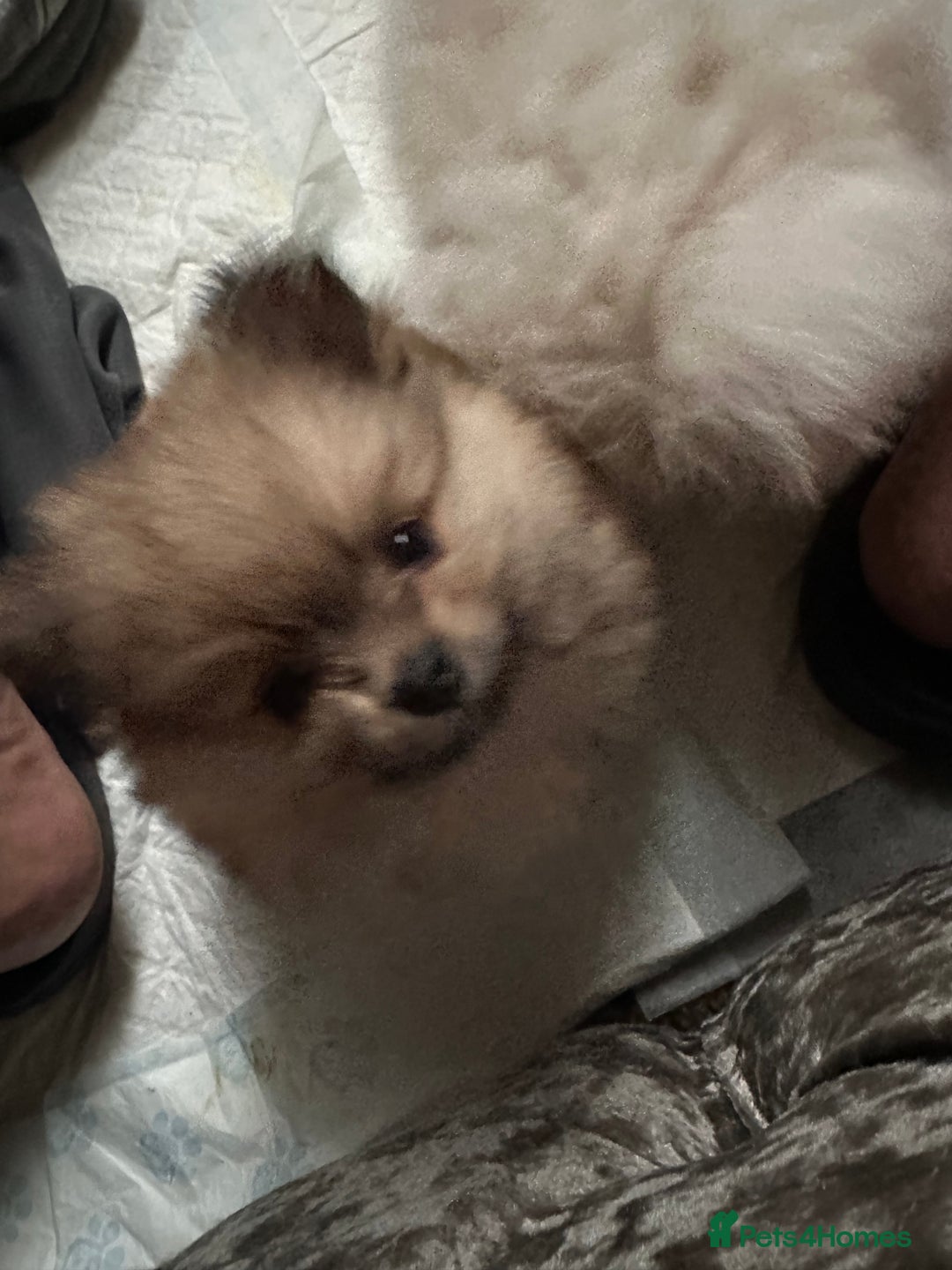 Pomeranian dogs for sale: KC Reg Pomeranian Girls - Image 10