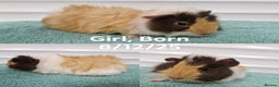 Guinea Pig rodents for sale: Baby guinea pigs - boys & girls available  - Advert 4