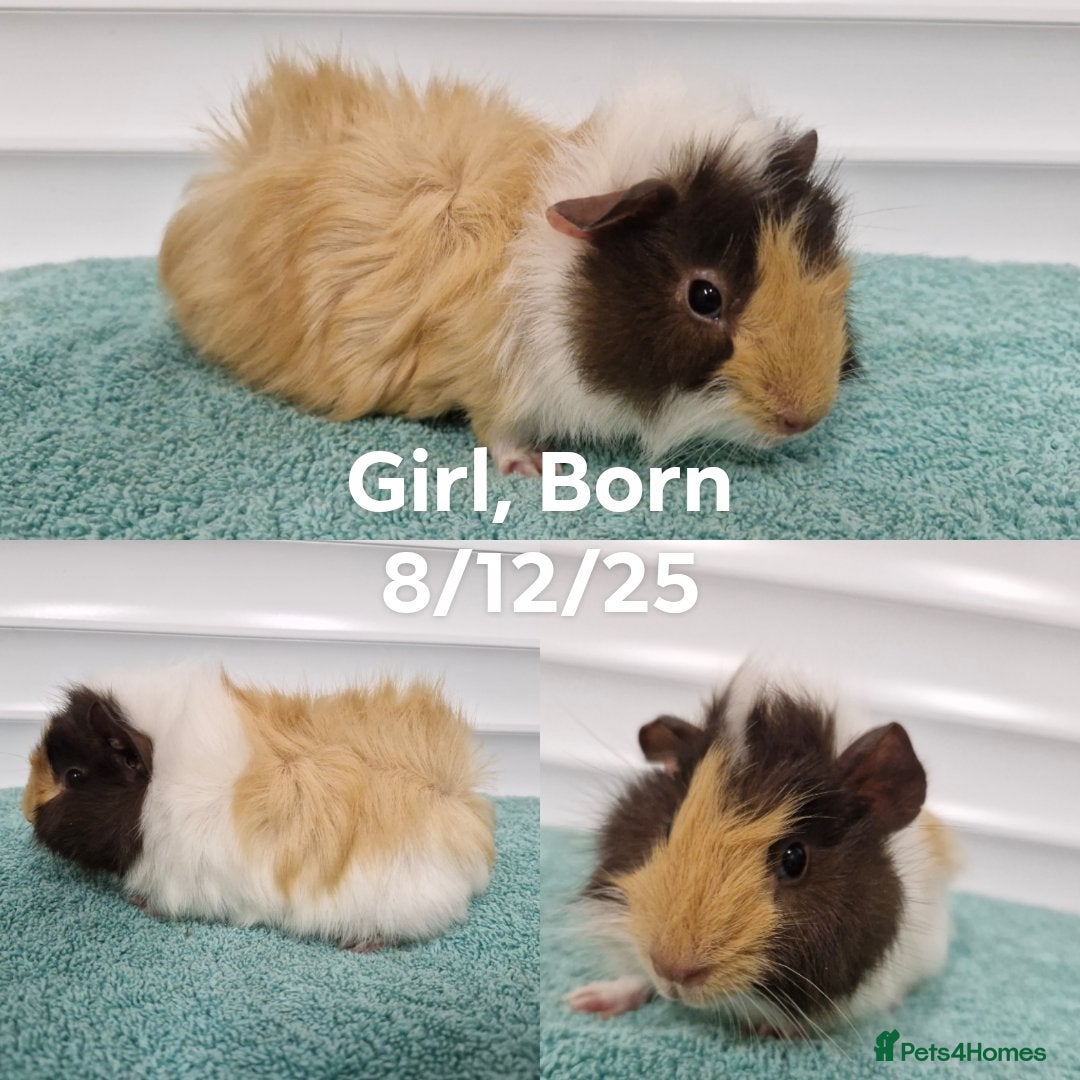 Guinea Pig rodents for sale: Baby guinea pigs - boys & girls available  - Advert 4