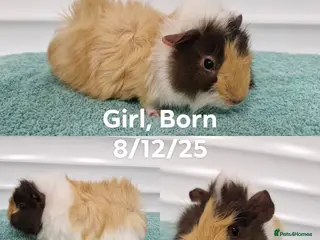 Guinea Pig rodents Female baby guinea pigs - Advert 4