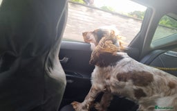 Cocker Spaniel dogs for sale: Loving, loyal and adventurous cocker  - Image 3