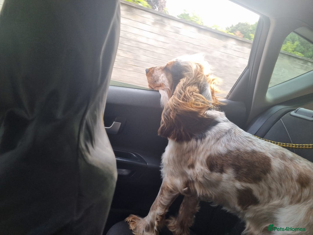 Cocker Spaniel dogs for sale: Loving, loyal and adventurous cocker  - Image 3