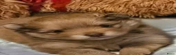 Pomeranian dogs for sale: Beautiful 3 Pomeranians up for reservation! - Advert 8