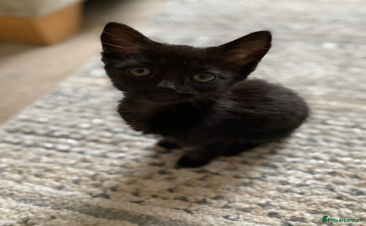 Mixed Breed cats - Advert 9