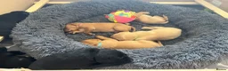Labrador Retriever dogs for sale: Totally adorable, healthy and great line puppies - Advert 5