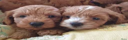 Maltipoo dogs for sale: F1bb Cotonoodle, health tested parents red apricot - Advert 7