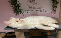 Ragdoll cats for stud: Flame point Ragdoll STUD GCCF & TICA in Pontypridd - Image 6