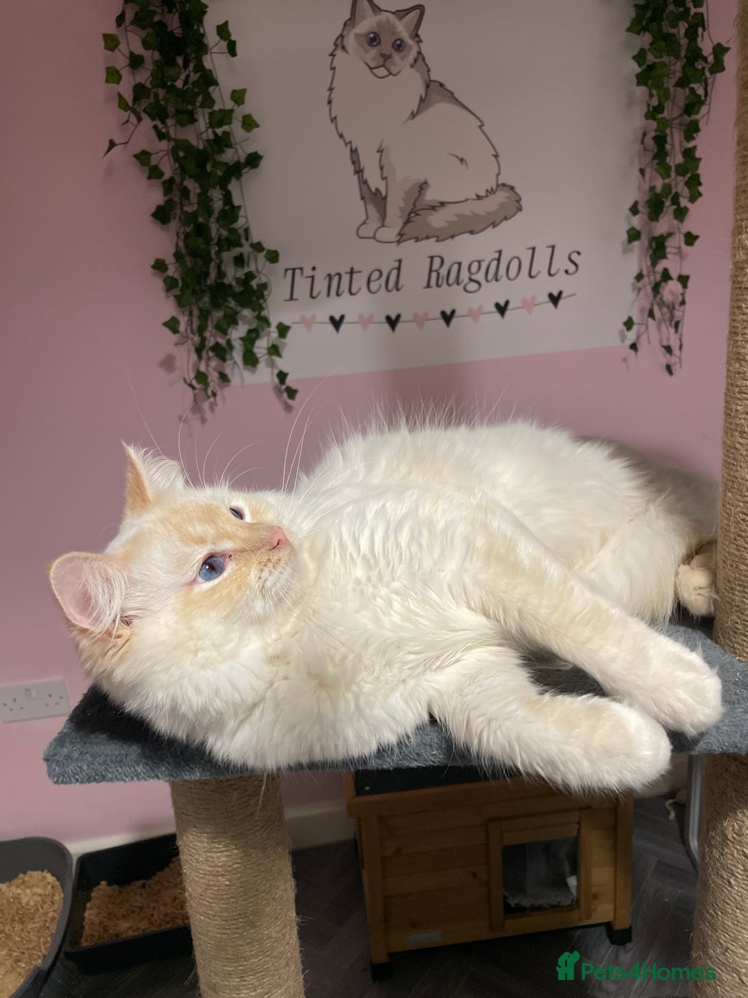Ragdoll cats for stud: Flame point Ragdoll STUD GCCF & TICA in Pontypridd - Image 6