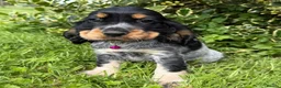 Cocker Spaniel dogs for sale: 🌟 Show Type + DNA tested 🌟 - Advert 4