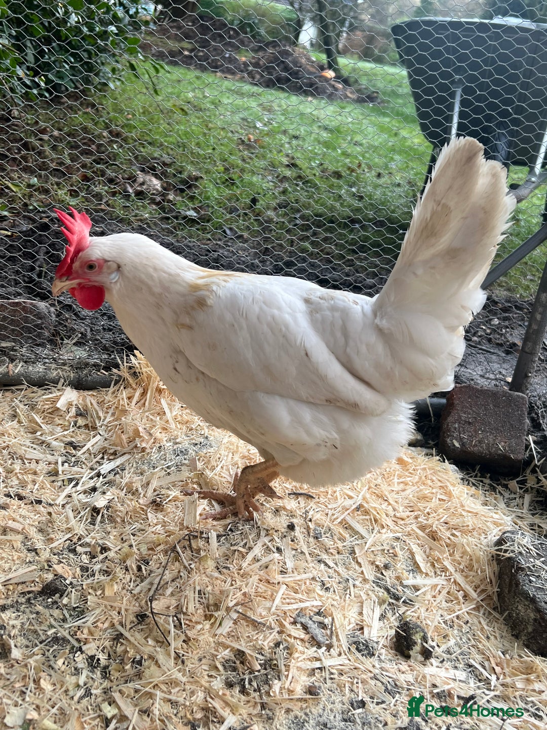 Chickens poultry for sale: White leghorns and Chicks - Advert 15