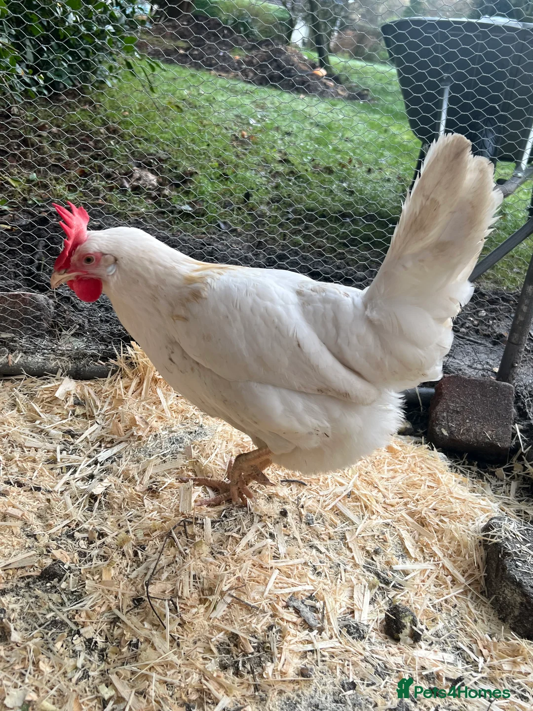 Chickens poultry for sale: White leghorns and Chicks - Advert 15