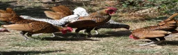 Chickens poultry for sale: 2 x Male Gold Sebright for free - Advert 3