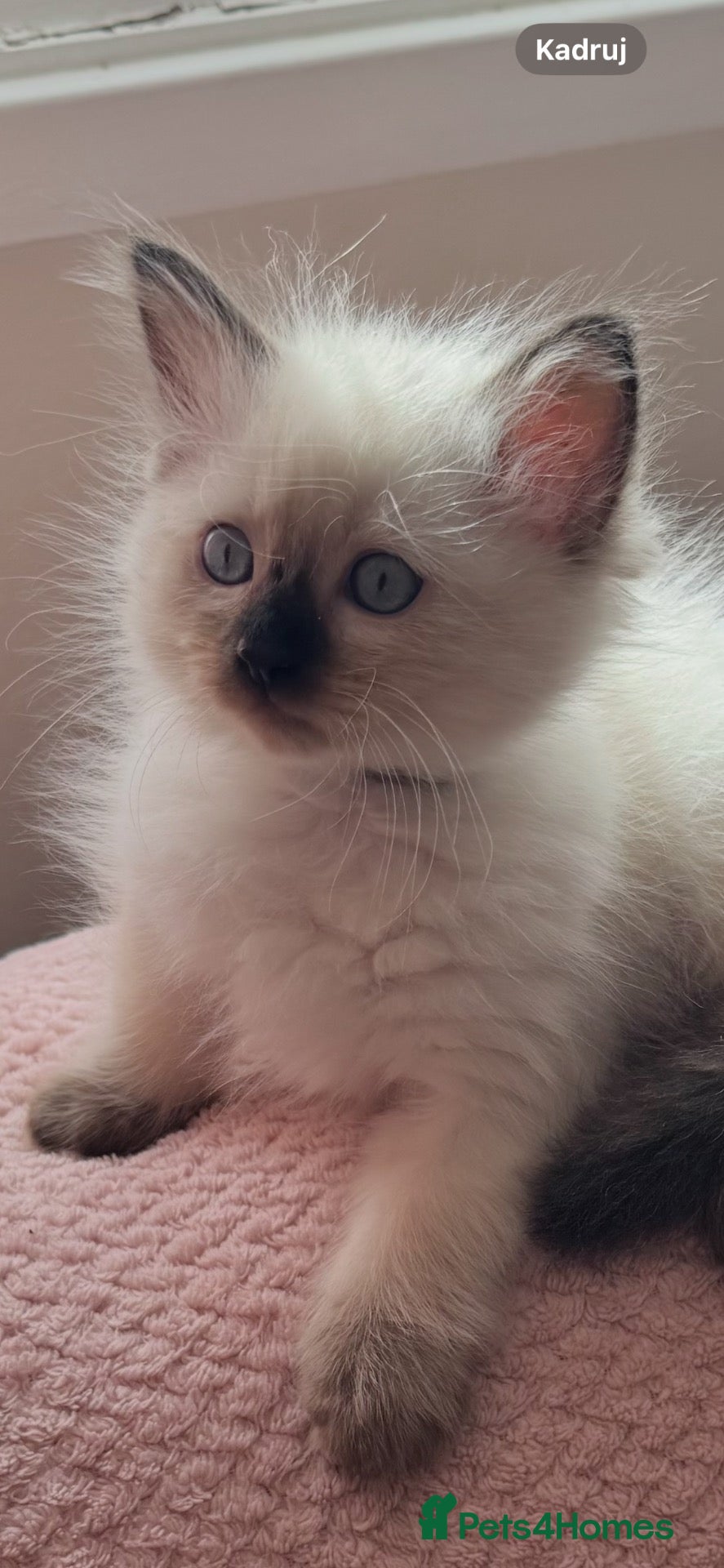 Ragdoll cats 7 Beautiful Ragdoll Kittens  - Advert 1