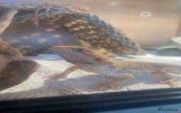 Bearded Dragon reptiles for sale: Boy Bearded Dragon  - Advert 5