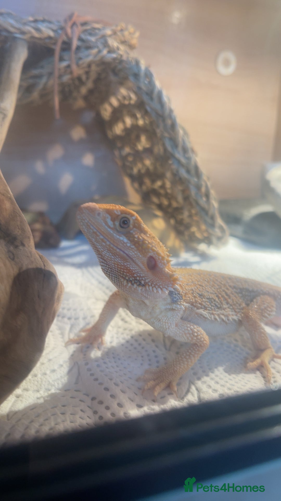 Bearded Dragon reptiles for sale: Boy Bearded Dragon  - Advert 5