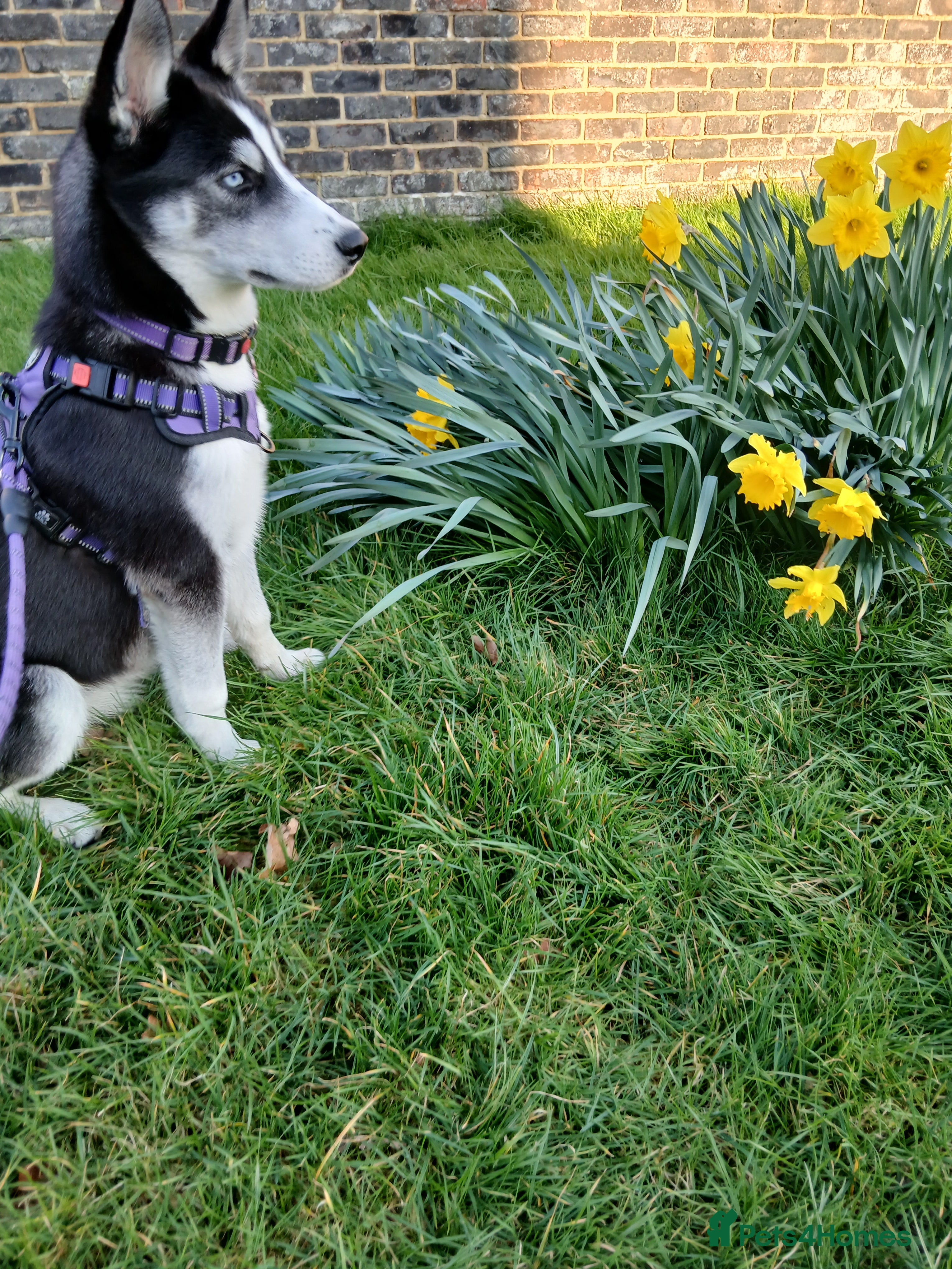 Siberian Husky dogs Beautiful 6 month female puppy husky in Crawley - Advert 10