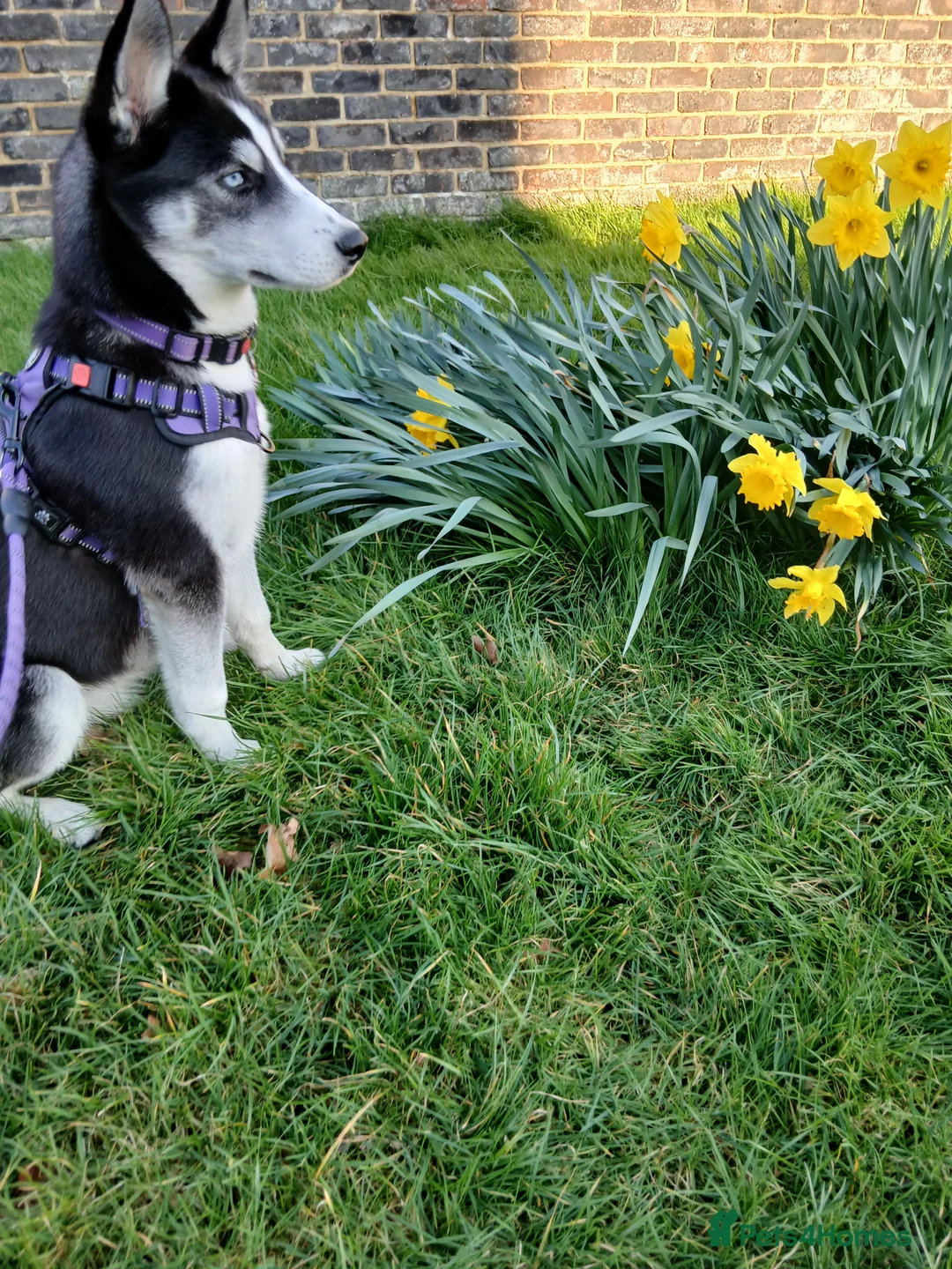 Siberian Husky dogs for sale: Beautiful 6 month female puppy husky in Crawley - Advert 1