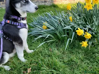 Siberian Husky dogs Beautiful 6 month female puppy husky in Crawley - Advert 5