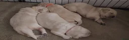 Golden Retriever dogs for sale: Gorgeous puppies  - Advert 2