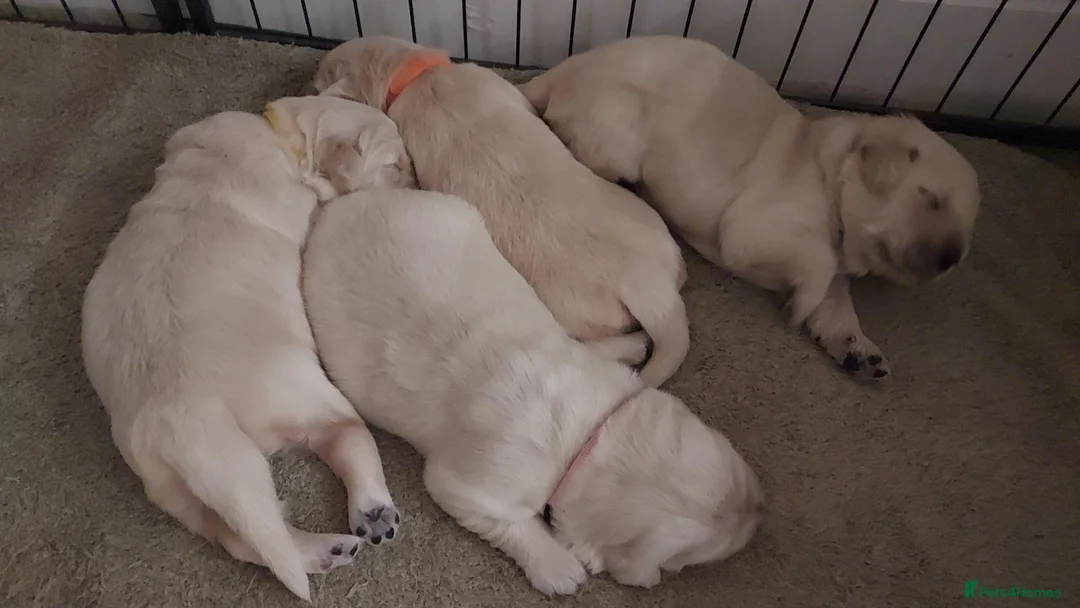 Golden Retriever dogs for sale: Gorgeous puppies  - Advert 2