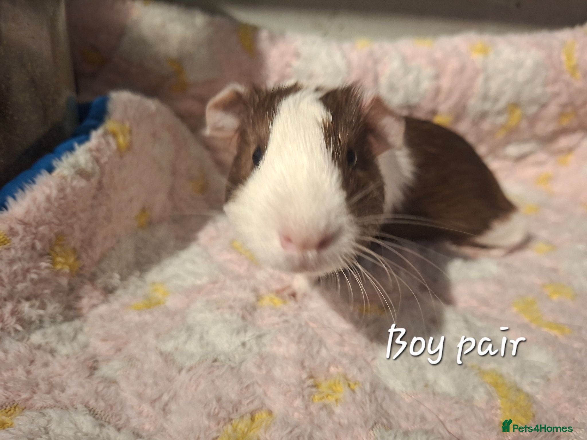 Guinea Pig rodents Guinea Pig pairs for sale  - Advert 16