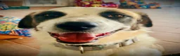 Mixed Breed dogs for adoption: 🐾 Meet Benji 😍😍 - Advert 8