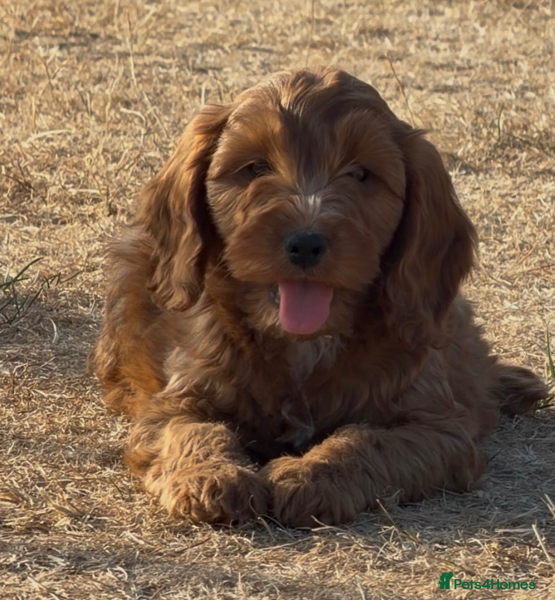 Cockapoo dogs Cockapoo pups - Advert 2