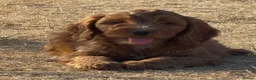 Cockapoo dogs for sale: Cockapoo pups - Advert 2
