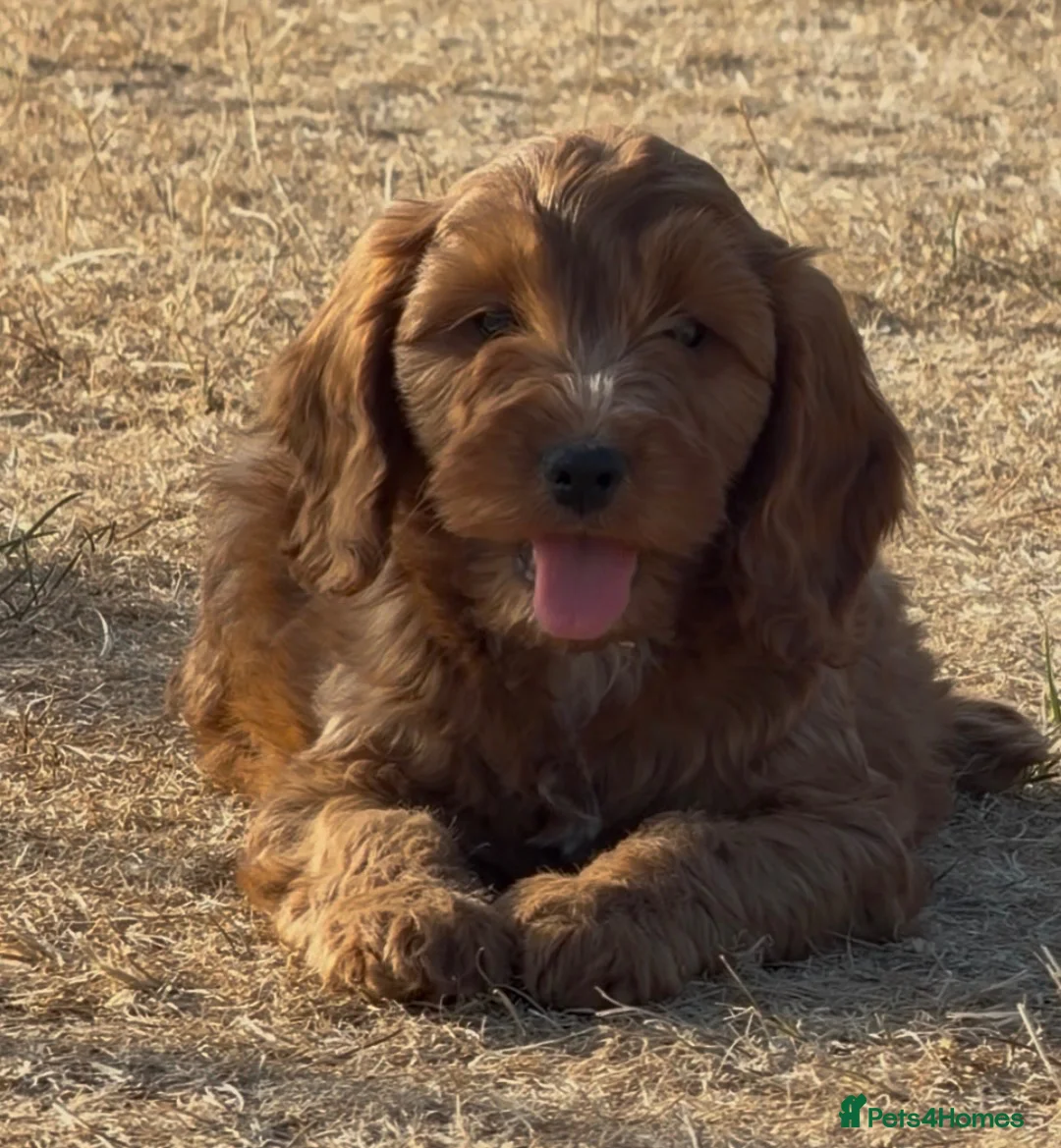 Cockapoo dogs for sale: Cockapoo pups - Advert 2