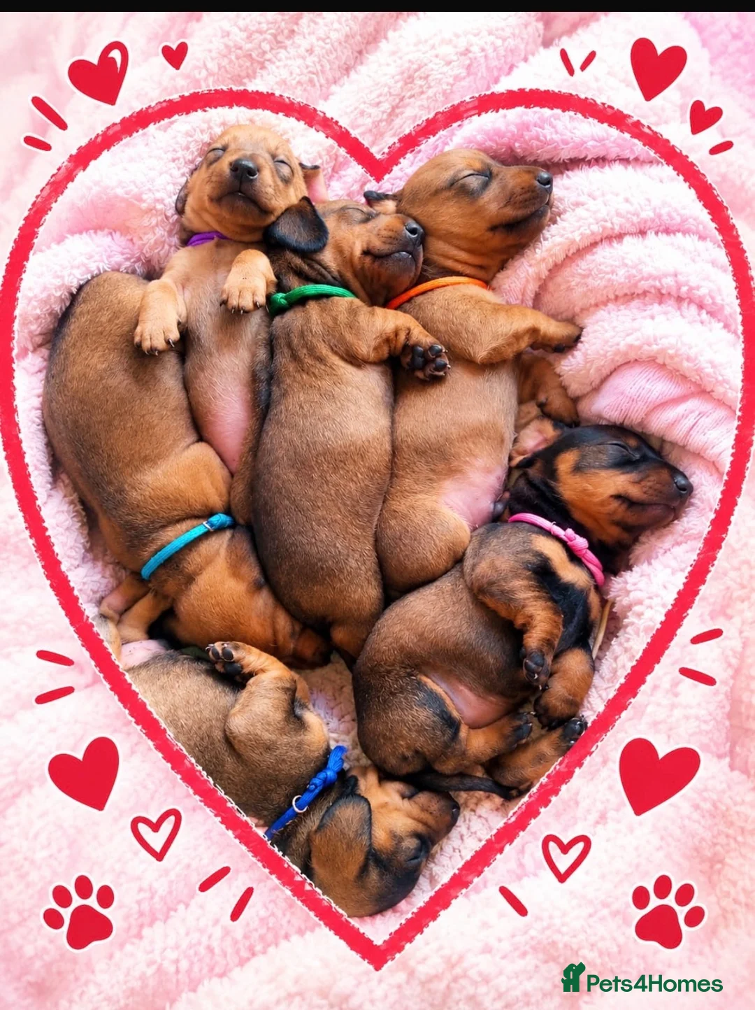 Miniature Dachshund dogs for sale: Miniature Dachshund Puppies for Sale in Basildon - Advert 1