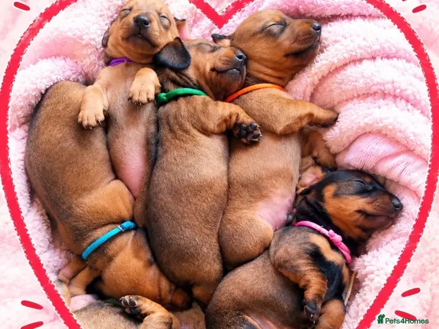 Miniature Dachshund dogs for sale: 5 Dachshund Puppies for Sale £900 - Advert 1
