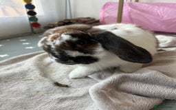 Mixed Breed rabbits for sale: Urgent: Female bunny needs happy home - Image 6