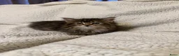 Mixed Breed cats for sale: Maine Coon X Norwegian Forest kittens in Southampton - Advert 6