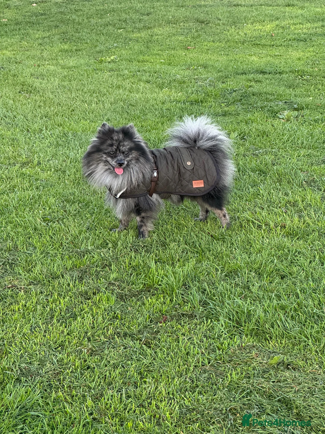 Pomeranian dogs for stud: High-Quality Wolf Sable Pomeranian Stud| Abu Dhabi - Advert 6