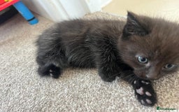 Mixed Breed cats for sale: Beautiful Maine Coone cross mix breed - Image 3