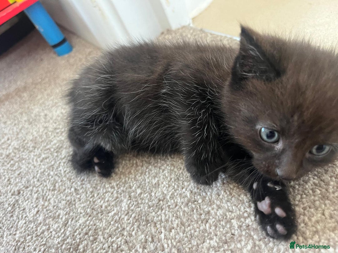 Mixed Breed cats for sale: Beautiful Maine Coone cross mix breed - Image 3