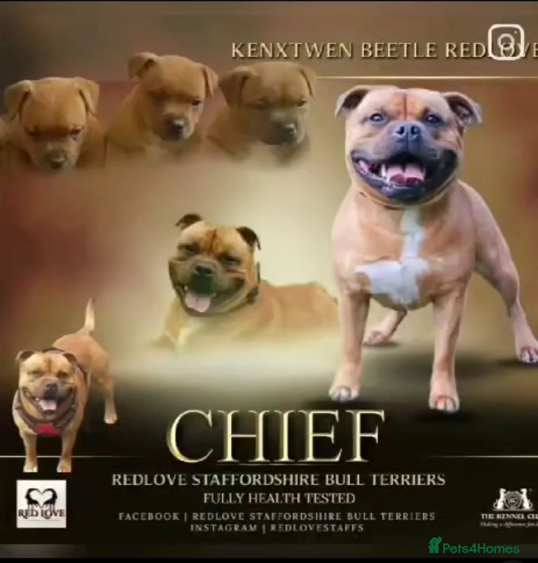 Staffordshire Bull Terrier dogs for stud: 🥨CHIEF CHAMPION SIRED. 🥨🏆  in Rochdale - Advert 6