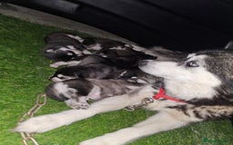 Pomsky dogs for sale: Beautiful F4 blue eyed Pomsky puppies  - Image 14