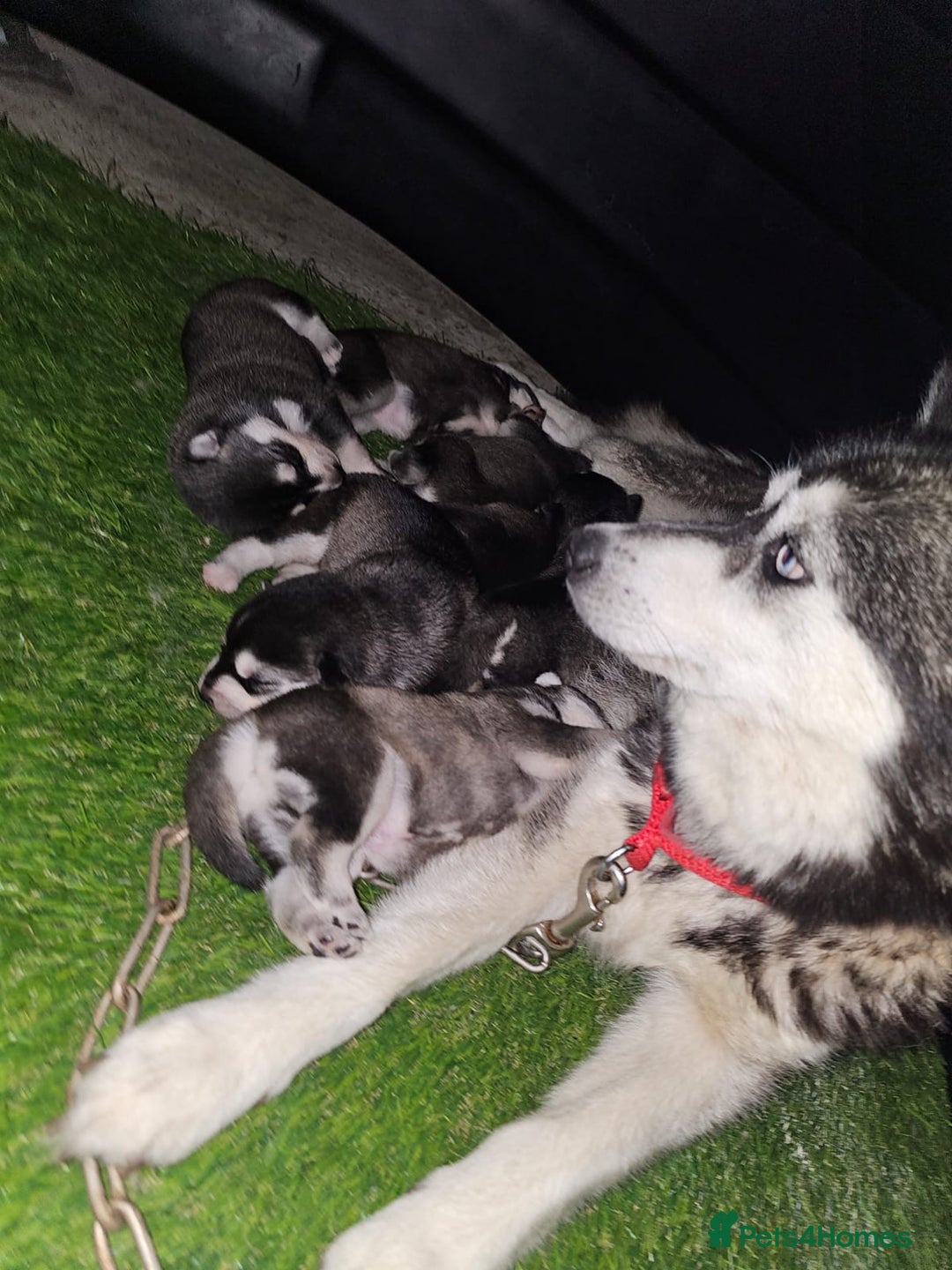 Pomsky dogs for sale: Beautiful F4 blue eyed Pomsky puppies  - Image 14